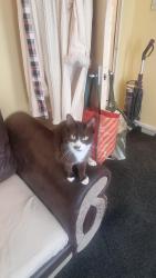 Lost Female Cat last seen Near stocksfield drive, Greater Manchester, England M9 6FY
