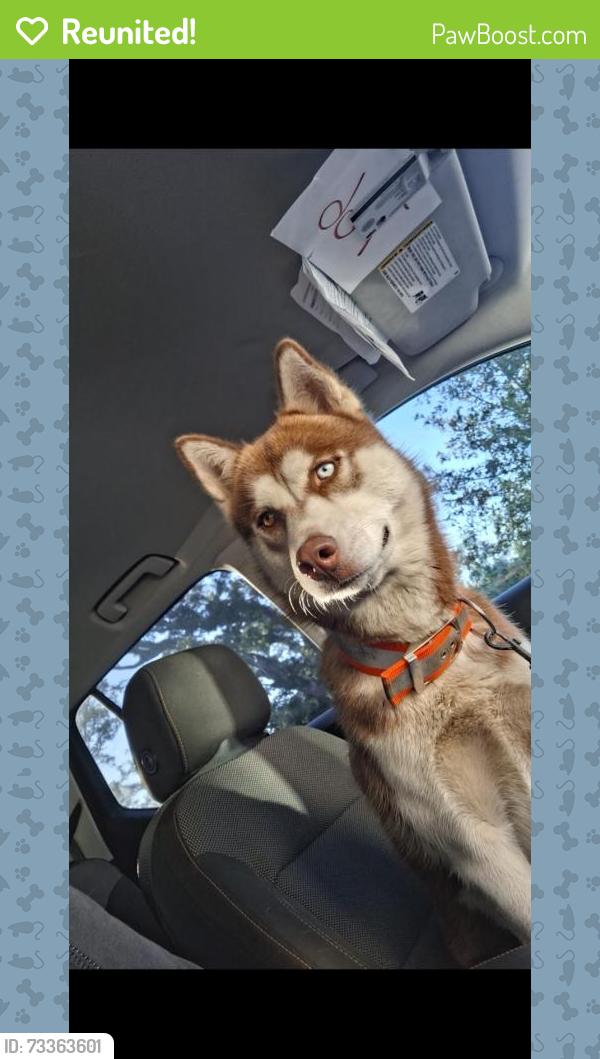 Reunited Male Dog last seen Johnson road, Milton, FL 32583