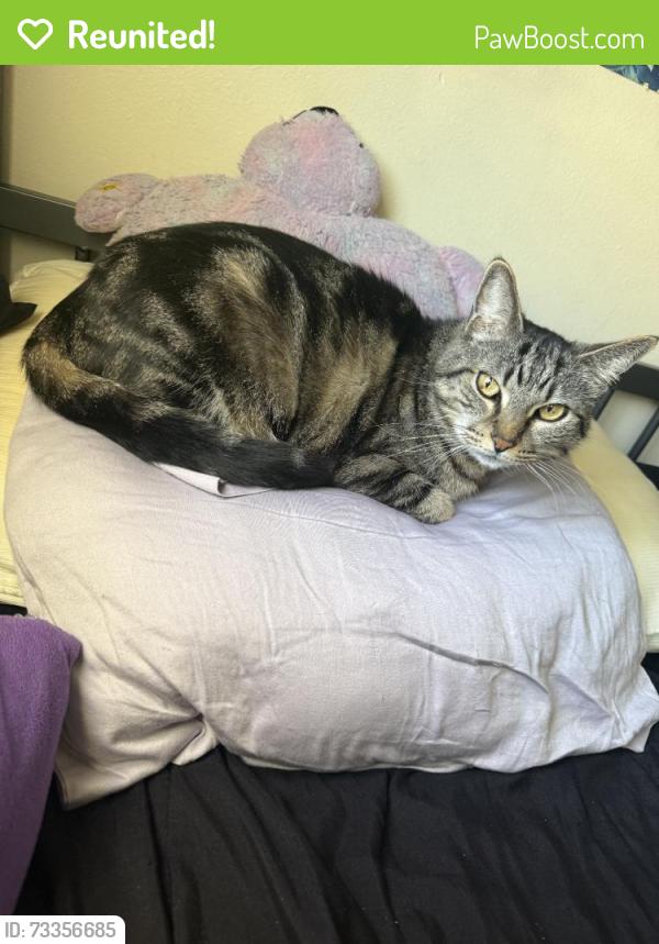Reunited Female Cat last seen Near Telegraph Rd, Downey, CA 90240, USA, Downey, CA 90240