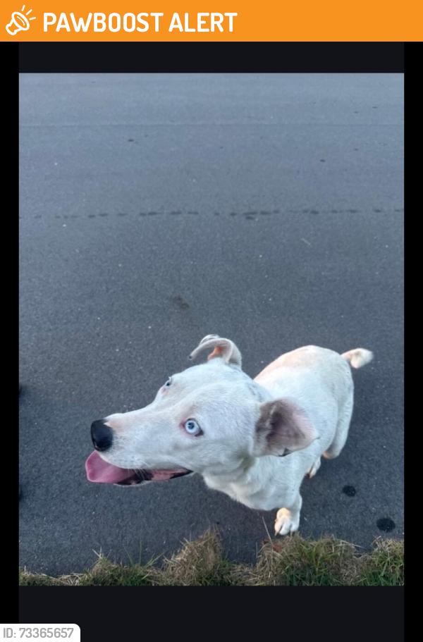 Found/Stray Female Dog last seen Bay meadow lane, Johnston County, NC 27504