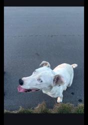 Found/Stray Female Dog last seen Bay meadow lane, Johnston County, NC 27504