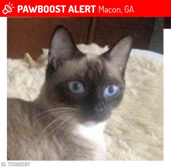 Lost Male Cat last seen Near Rogers Drive, Macon, GA 31204