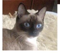 Lost Male Cat last seen Near Rogers Drive, Macon, GA 31204