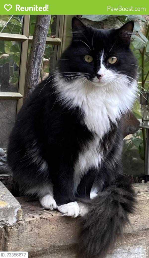 Reunited Female Cat last seen Putney high street/ Disraeli Road, Greater London, England 