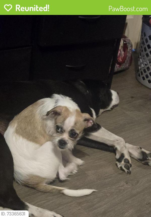 Reunited Female Dog last seen Belle and Harrington Village Drive, Winston-Salem, NC 27105