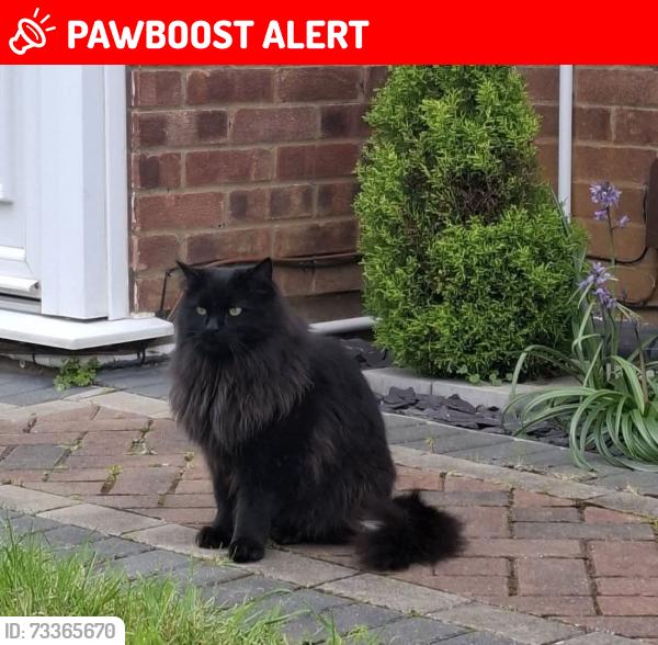 Lost Male Cat last seen Near Moulton Grove Peterborough, Peterborough, England PE3 7JG