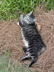 Lost Female Cat last seen Masonboro Sound Rd and Magnolia, Wilmington, NC 28409