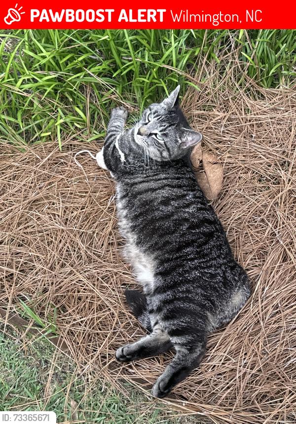 Lost Female Cat last seen Masonboro Sound Rd and Magnolia, Wilmington, NC 28409