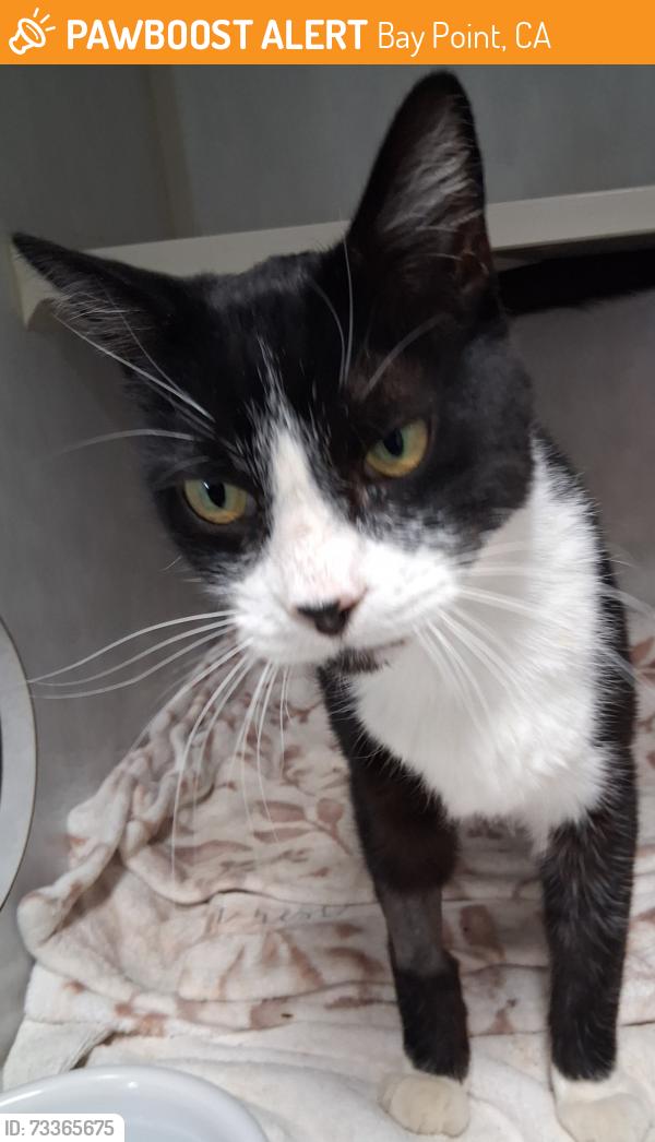 Found/Stray Male Cat last seen Bailey Rd, Bay Point, CA 94565