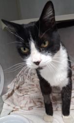 Found/Stray Male Cat last seen Bailey Rd, Bay Point, CA 94565