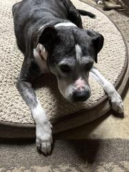 Reunited Female Dog last seen Rt 17, Bealeton, VA 22712