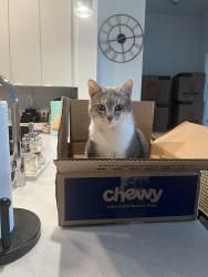 Lost Female Cat last seen Sumner St, Brophy Park, Boston, MA 02128