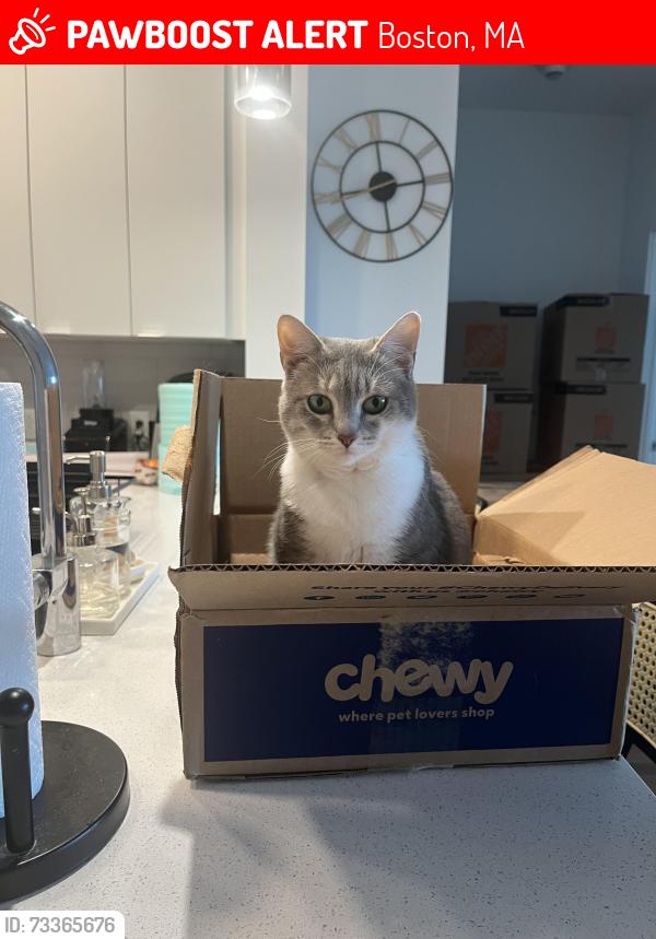 Lost Female Cat last seen Sumner St, Brophy Park, Boston, MA 02128