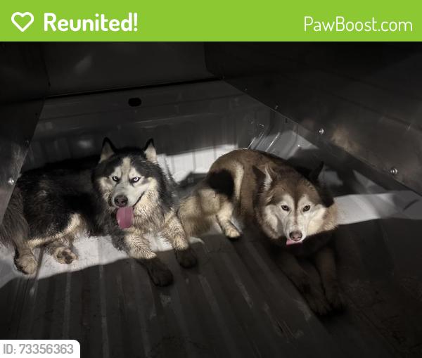 Reunited Male Dog last seen 120th and Holly, Thornton, CO 80241