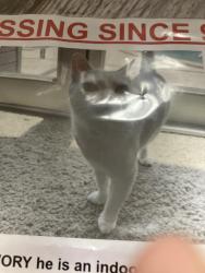 Lost Female Cat last seen Groveyoulane, Perris, CA 92570