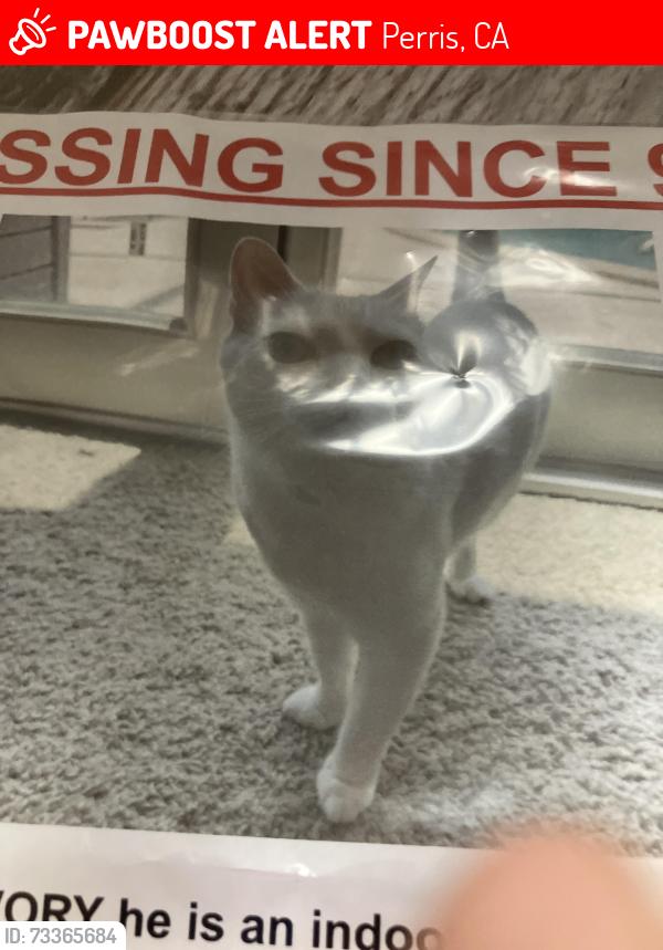 Lost Female Cat last seen Groveyoulane, Perris, CA 92570