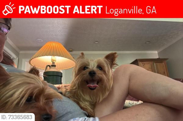 Lost Male Dog last seen By world mission church and bay creek rd, Loganville, GA 30052