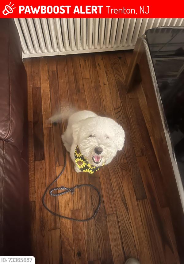 Lost Male Dog last seen Trenton High School, Trenton, NJ 08611