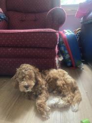 Lost Male Dog last seen Yale acres, Meriden, CT 06450