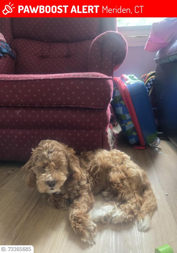 Lost Male Dog last seen Yale acres, Meriden, CT 06450