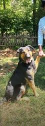 Lost Male Dog last seen Mineral ridge way, Charlotte, NC 28269