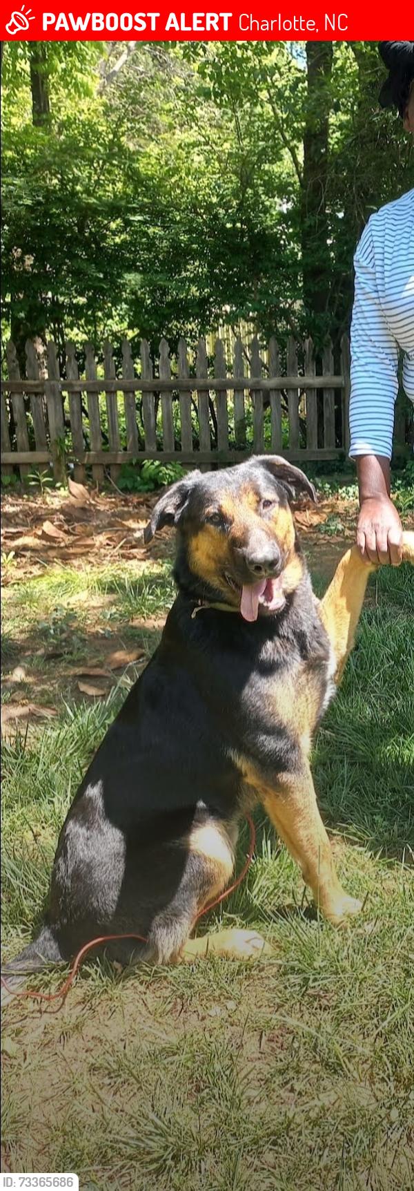 Lost Male Dog last seen Mineral ridge way, Charlotte, NC 28269