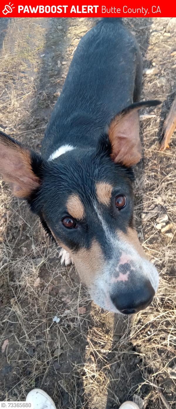 Lost Male Dog last seen Forbestown Rd and Weiss Hill Rd, Butte County, CA 95966