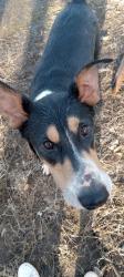 Lost Male Dog last seen Forbestown Rd and Weiss Hill Rd, Butte County, CA 95966