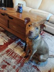 Lost Male Dog last seen Arbor trace drive in Lynn haven, Lynn Haven, FL 32444