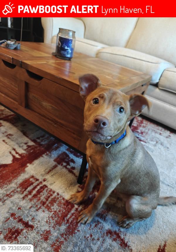 Lost Male Dog last seen Arbor trace drive in Lynn haven, Lynn Haven, FL 32444