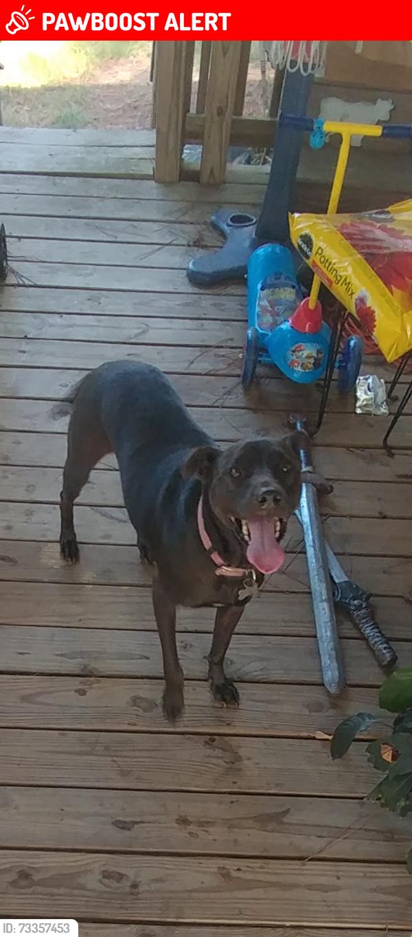 Lost Female Dog last seen Sandy Point Groceries, Crawford County, GA 31050