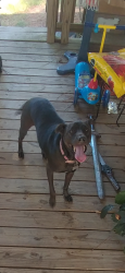 Lost Female Dog last seen Sandy Point Groceries, Crawford County, GA 31050