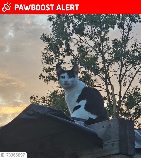 Lost Male Cat last seen Tewkesbury gardens, Greater London, England NW9 0QX