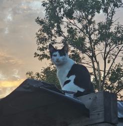 Lost Male Cat last seen Tewkesbury gardens, Greater London, England NW9 0QX