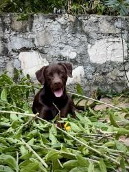 Lost Male Dog last seen Lake Pickett, Orlando, FL 32826