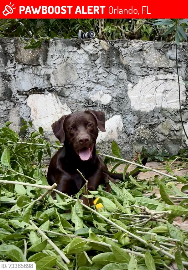 Lost Male Dog last seen Lake Pickett, Orlando, FL 32826