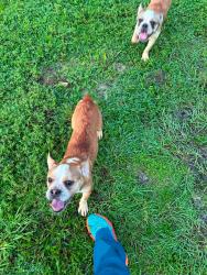 Found/Stray Male Dog last seen Wiscon rd and hwy 50, Brooksville, FL 34601