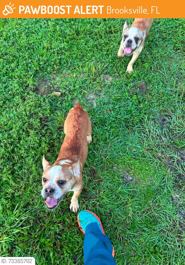 Found/Stray Male Dog last seen Wiscon rd and hwy 50, Brooksville, FL 34601
