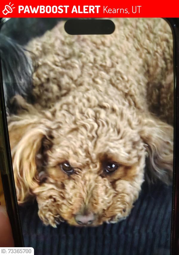 Lost Female Dog last seen Tidwell and Tressler, Kearns, UT 84118