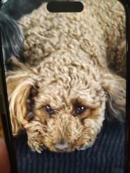 Lost Female Dog last seen Tidwell and Tressler, Kearns, UT 84118