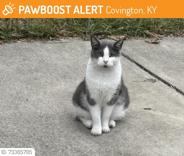 Found/Stray Unknown Cat last seen Near philadefia st, Covington, KY 41011