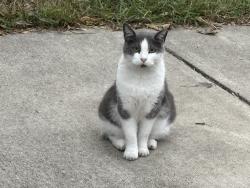 Found/Stray Unknown Cat last seen Near philadefia st, Covington, KY 41011