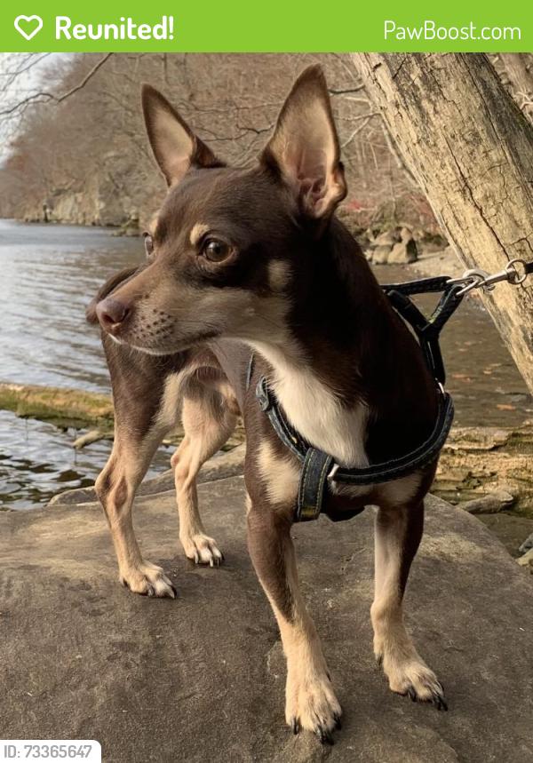 Reunited Male Dog last seen Near Amsterdam Ave Bridgeport Connecticut, Bridgeport, CT 06606