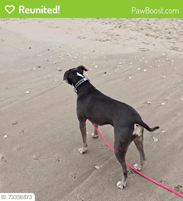 Reunited Female Dog last seen Main street, Fleming, Easy str, Sebastian, FL 32958