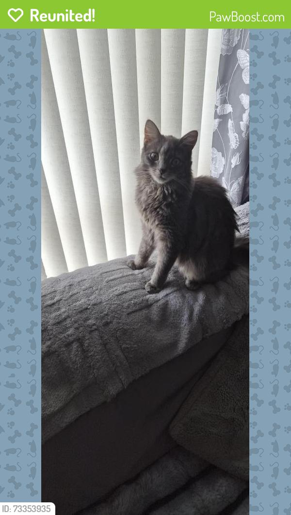 Reunited Male Cat last seen Cobbett road honicknowle, Honicknowle, England 