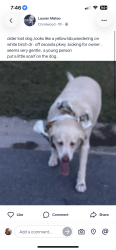 Reunited Female Dog last seen White Birch St, Kissimmee, FL 34743, Kissimmee, FL 34743
