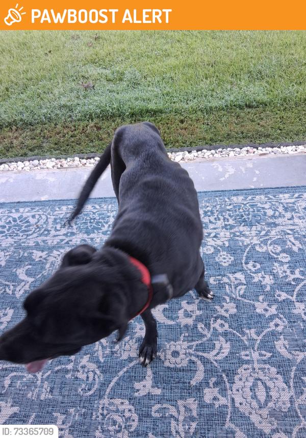 Found/Stray Male Dog last seen Clifdale Rd clifton Glendale on our porch right now 595 Clifdale, Spartanburg County, SC 29307