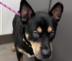 Shelter Stray Male Dog last seen , 4000 N Silverbell Rd, Tucson, AZ 85745, USA