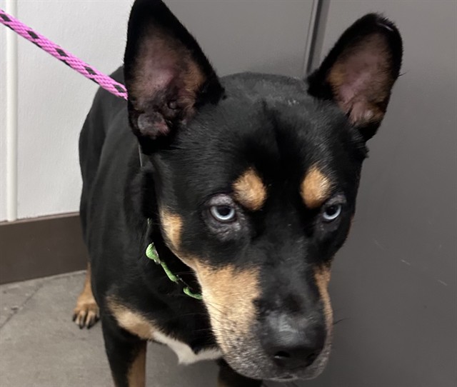 Shelter Stray Male Dog last seen , 4000 N Silverbell Rd, Tucson, AZ 85745, USA