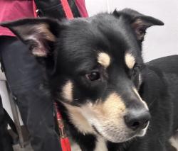 Shelter Stray Male Dog last seen , 4000 N Silverbell Rd, Tucson, AZ 85745, USA